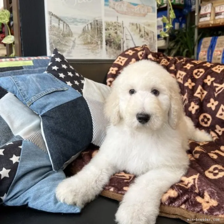 ソラ 様のお迎えした子犬