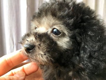 トイプードル(タイニー)【石川県・女の子・2019年3月5日・プラチナシルバー】の写真「綺麗なプラチナシルバー♬」