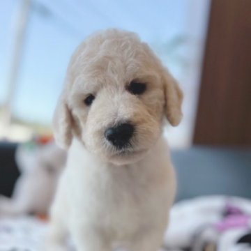 スタンダードプードル【石川県・女の子・2023年3月14日・シルバー】の写真「大人しく、凛とした子犬」