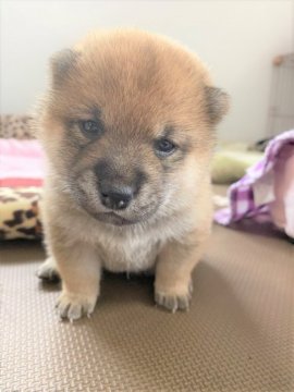 柴犬(標準サイズ)【石川県・女の子・2020年4月28日・赤】の写真「ぷっりぷり♬元気いっぱい( *´艸｀)」