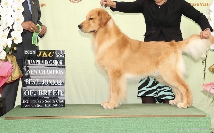 犬舎内のお写真です。｜坂本　千春(さかもと　ちはる)ブリーダー(徳島県・ゴールデンレトリバーなど・JKC/日本犬保存会登録)の紹介写真3