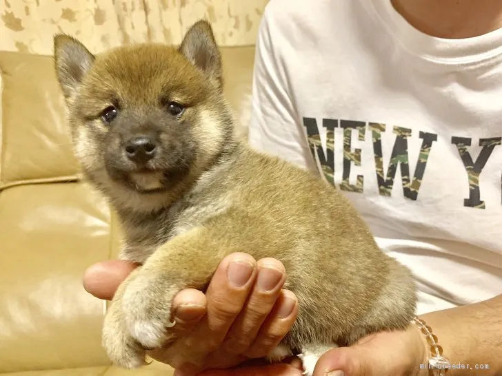 柴犬(標準サイズ)【徳島県・女の子・2019年5月15日・赤】の写真1「6/26撮影」