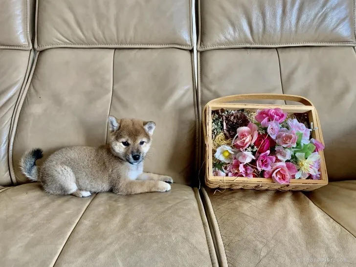 柴犬(標準サイズ)【徳島県・女の子・2020年8月1日・赤】の写真1「10/2撮影のお写真です。」