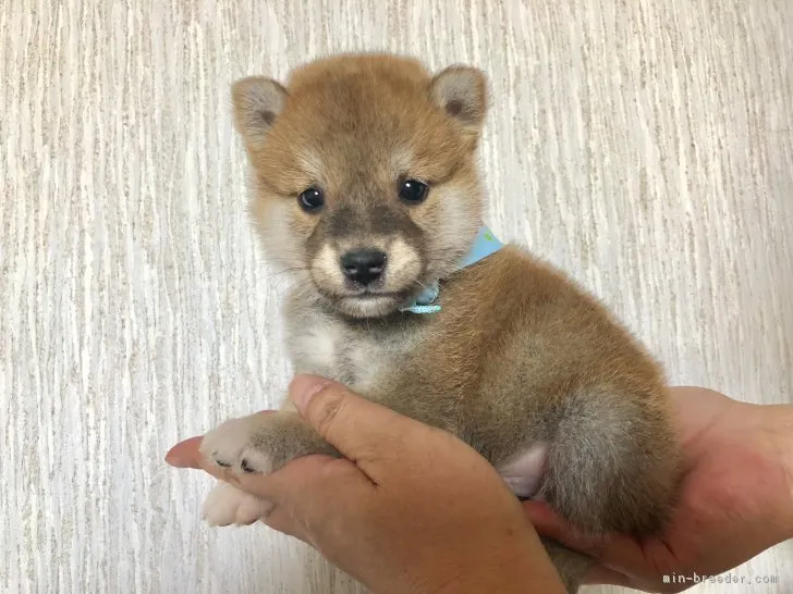 柴犬(標準サイズ)【徳島県・男の子・2018年8月15日・赤】の写真1「9/18」