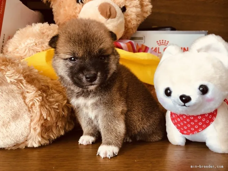 柴犬(標準サイズ)【徳島県・男の子・2018年10月6日・赤】の写真1「11/18撮影」