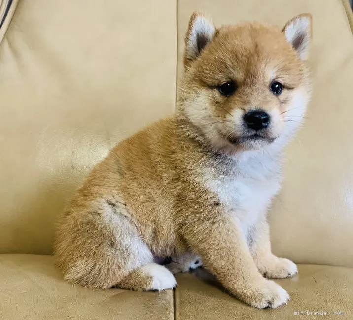 柴犬(標準サイズ)【徳島県・男の子・2019年5月15日・赤】の写真1「6/24撮影」