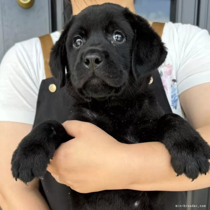 イワチ 様のお迎えした子犬