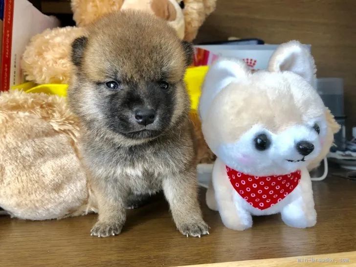 柴犬(標準サイズ)【徳島県・女の子・2018年10月6日・赤】の写真1「11/18撮影」