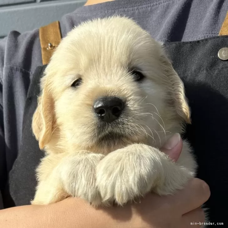 K.Ｉ 様のお迎えした子犬