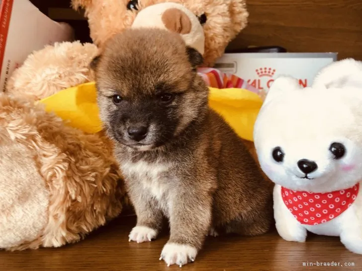 柴犬(標準サイズ)【徳島県・男の子・2018年10月6日・赤】の写真1「11/18撮影」