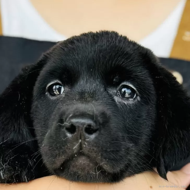 A.F 様のお迎えした子犬