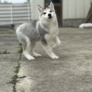 シベリアンハスキー【徳島県・女の子・2024年2月6日・グレー&ホワイト】の写真「お利口さんで甘えたさん🩷即散歩デビュー」