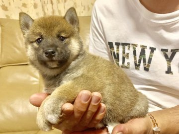 柴犬(標準サイズ)【徳島県・女の子・2019年5月15日・赤】の写真「優良血統❣️可愛い女の子❤️」