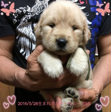 ゴールデンレトリバー【徳島県・女の子・2016年5月23日・ゴールド】の写真「骨格最高！大きな骨格の良い女の子(四女)」