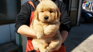 ゴールデンレトリバー【徳島県・女の子・2017年1月7日・ゴールド】の写真「骨格最高！かなり大きなガッチリした女の子(三女)」