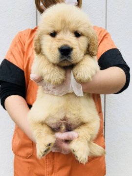 ゴールデンレトリバー【徳島県・男の子・2018年1月30日・ゴールド】の写真「今回だけの価格です。(三男君)」