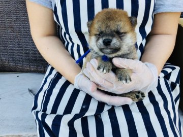 柴犬(標準サイズ)【徳島県・男の子・2018年3月30日・赤】の写真「タヌキ顔の長男君」