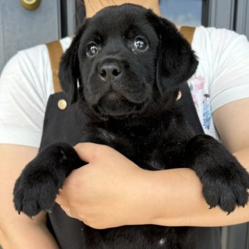 ラブラドールレトリバー【徳島県・男の子・2024年5月16日・ブラック】の写真「とても可愛い❤️男の子(ブルー君)」