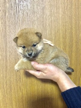 柴犬(標準サイズ)【徳島県・女の子・2017年12月29日・赤】の写真「豆タイプの超小ぶりな女の子(ピンクちゃん)」