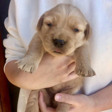 ゴールデンレトリバー【徳島県・女の子・2018年12月17日・ゴールド】の写真「骨格最高❣️アメリカ系の毛色の濃い大きな女の子」