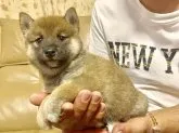 柴犬(標準サイズ)【徳島県・女の子・2019年5月15日・赤】の写真1「6/26撮影」