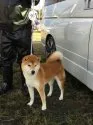 柴犬(標準サイズ)【徳島県・男の子・2019年5月15日・赤】の写真5「お父さん」