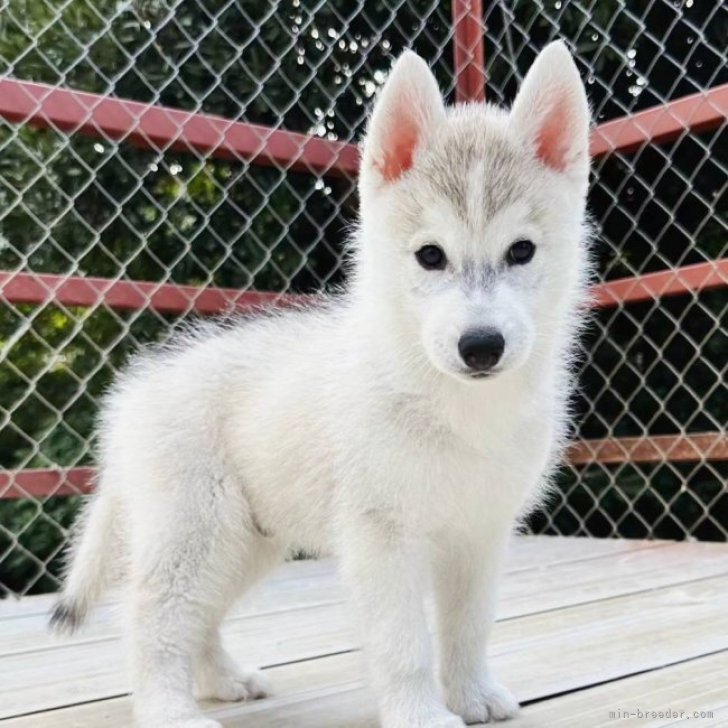 構成の良い綺麗な子犬です。 | シベリアンハスキー