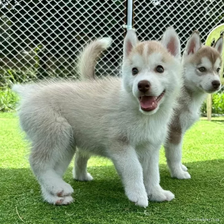 シベリアンハスキー【茨城県・男の子・2024年6月28日・レッド&ホワイト】骨量のある綺麗な子犬です。｜みんなのブリーダー（子犬 ID：2408-04818）