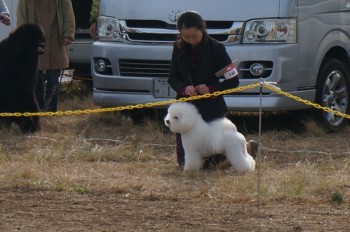 みんなの犬図鑑 ビションフリーゼ