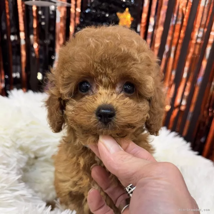 k 様のお迎えした子犬