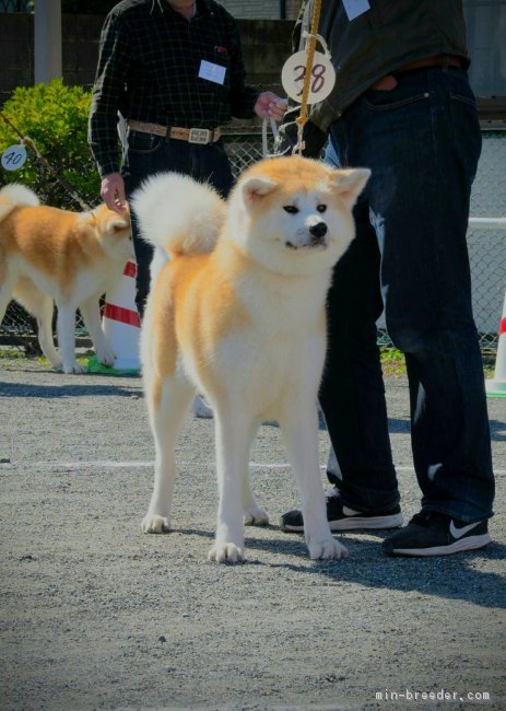 秋田犬【愛知県・女の子・2022年12月16日・赤・長毛】の写真1「写真は全て1/31撮影です。」