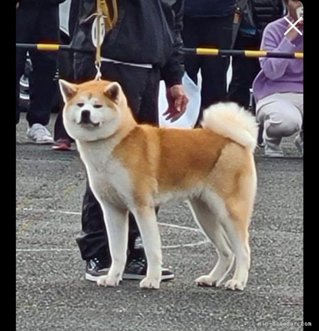 福井伸一ブリーダーのブログ：第146回秋田犬保存会本部展