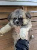 秋田犬【愛知県・男の子・2024年10月24日・赤毛 長毛タイプ】の写真3