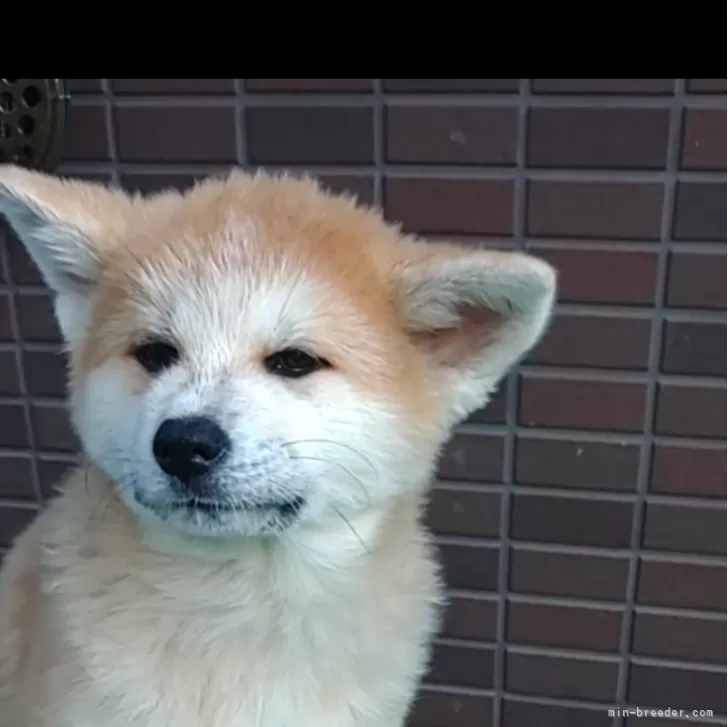 秋田犬【愛知県・女の子・2024年8月15日・赤毛】の写真1「健康面に問題なく、元気一杯です」