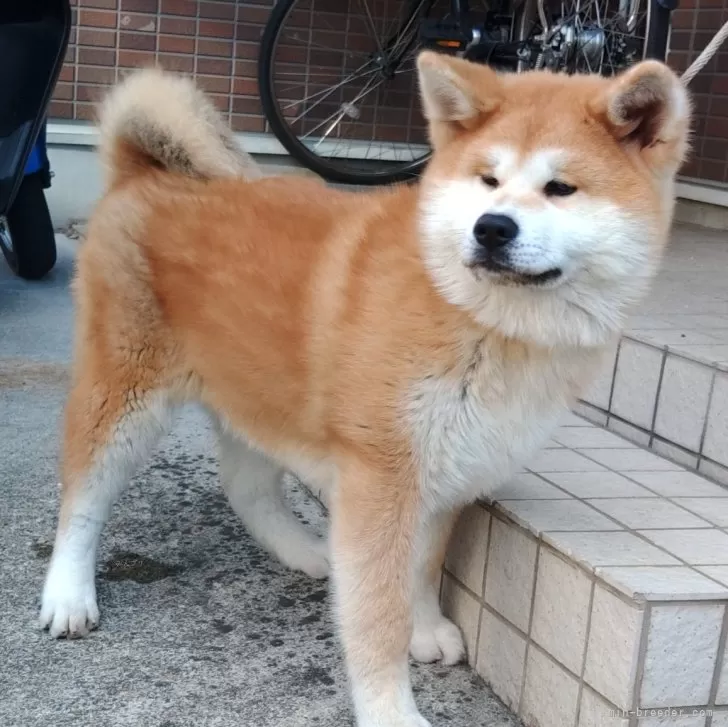 がく 様のお迎えした子犬