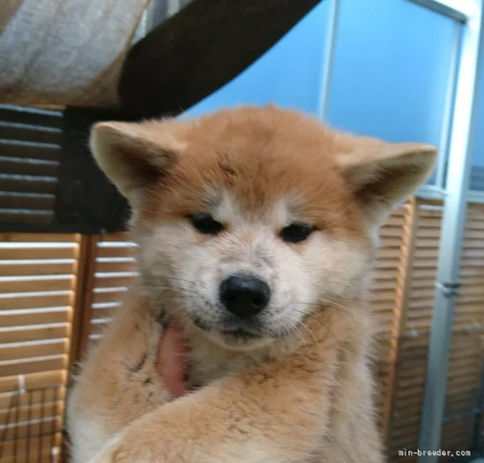 秋田犬【愛知県・男の子・2021年9月25日・赤】の写真1「11/23撮影」