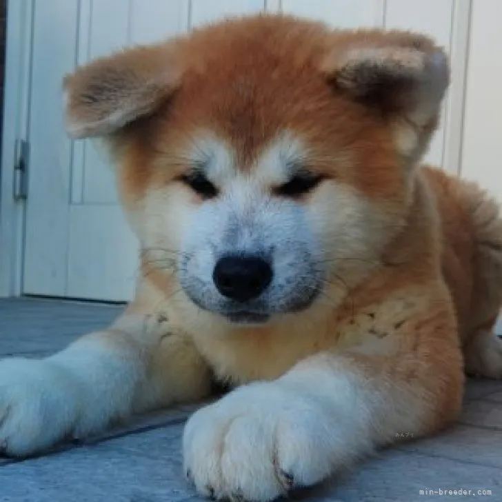 おにく 様のお迎えした子犬