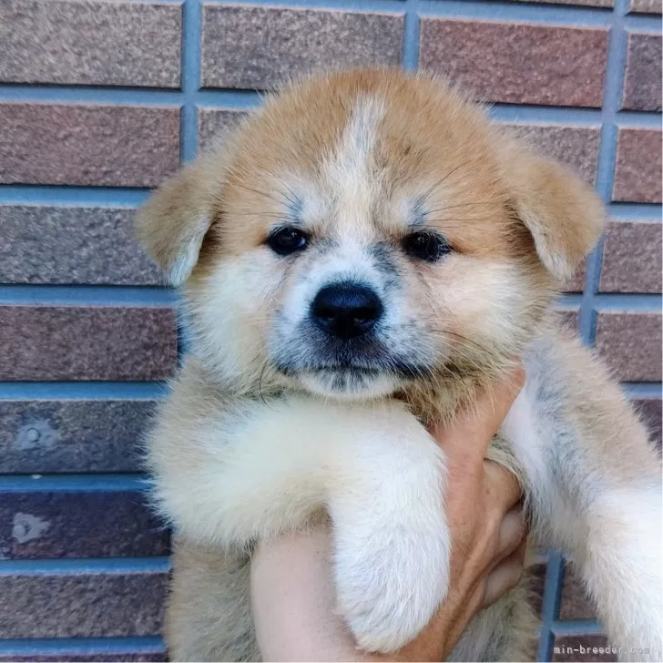 秋田犬【愛知県・女の子・2024年7月30日・赤毛】の写真1「きれいな色をしています。」