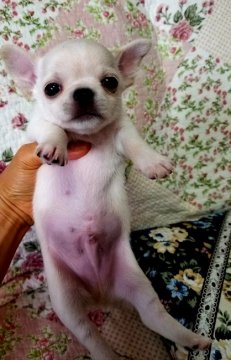 チワワ(スムース)【埼玉県・男の子・2020年4月30日・クリーム】の写真「パパはアメリカチャンピオン！」