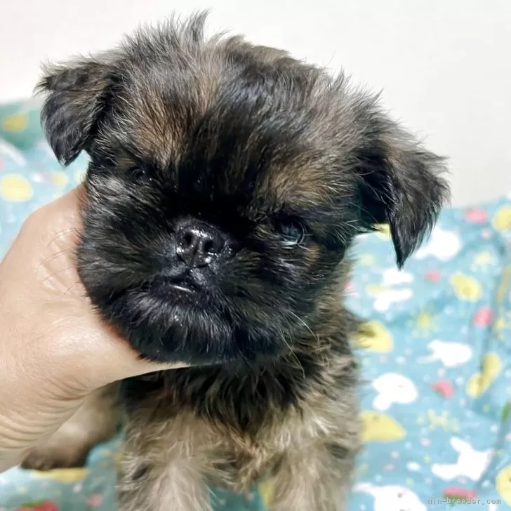 ID:2504-00241の子犬