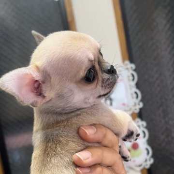 チワワ(スムース)【埼玉県・男の子・2024年5月10日・フォーン】の写真「可愛いお顔の男の子です」