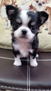 チワワ(ロング)【埼玉県・男の子・2021年12月14日・ブラタン&ホワイト】の写真「明るくて人懐っこい可愛い子です！」