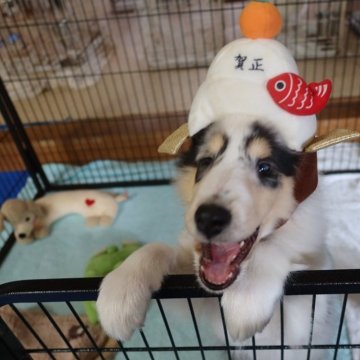 ラフコリー【愛知県・女の子・2024年10月24日・ブルーマール】の写真「小ぶりなチャーミングの女の子」