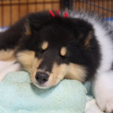 ラフコリー【愛知県・女の子・2024年4月28日・トライ】の写真「チャーミングで、おとなしい女の子です。」