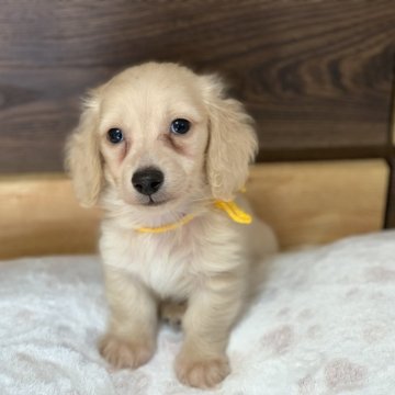 カニンヘンダックスフンド(ロング)【大分県・男の子・2024年7月20日・イエロー】の写真「真っ黒なお鼻に くりくりお目目·͜· ︎︎ᕷ」