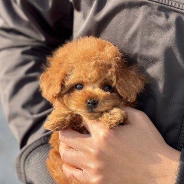 トイプードル(タイニー)【長崎県・男の子・2024年12月14日・レッド】の写真「少しシャイで元気な男の子♪」