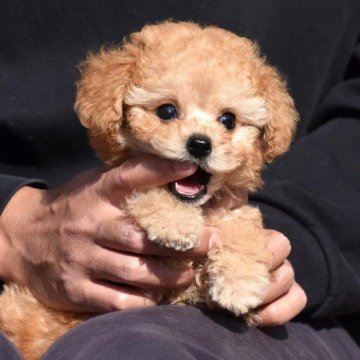 トイプードル(タイニー)【長崎県・男の子・2024年9月18日・アプリコット】の写真「お鼻短くクリクリおめめの可愛い子」