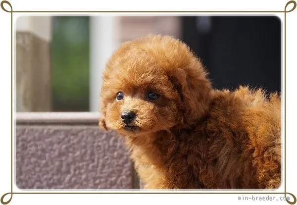 タイニープードル【長崎県・女の子・2015年8月20日・レッド】の写真1