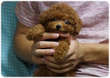 トイプードル(ティーカップ)【長崎県・女の子・2015年7月19日・レッド】の写真「小振りな可愛い子♪」