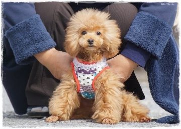 トイプードル(タイニー)【長崎県・男の子・2015年8月28日・レッド(アプリコット)】の写真「元気で可愛い甘えた君♪」